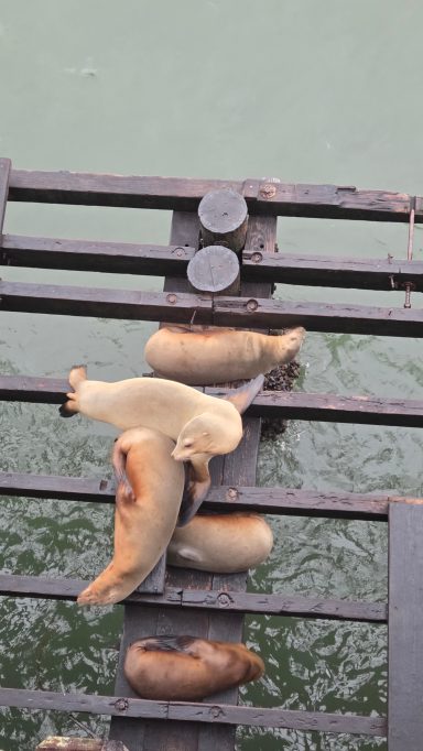 Santa Cruz Sea Lions