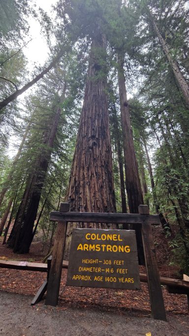 Armstrong Redwoods State Natural Reserve