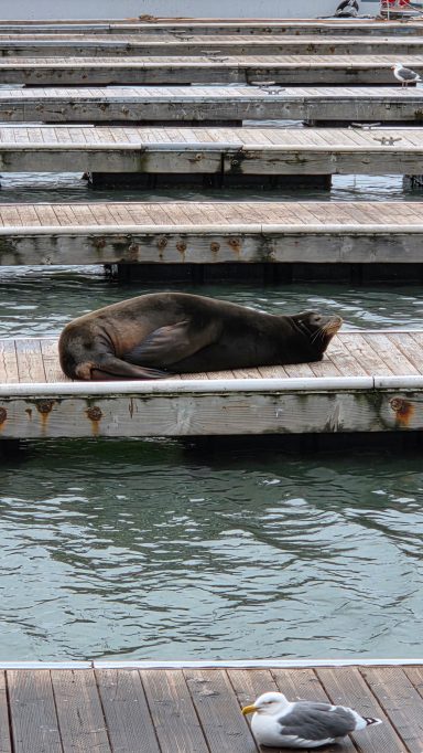 Sea lion at Pier 39